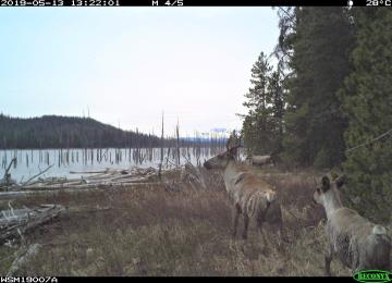 2 adult, yearling.jpg