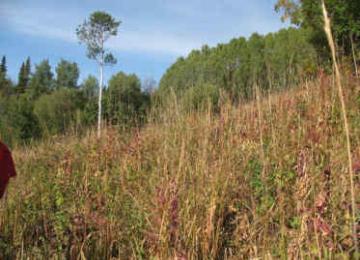 Midslope_grassland.jpg