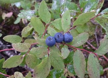 HPB Vaccinium ovalifolium closeup.jpg