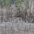 Post burn 2009
