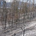 Post burn 2009
