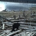 black bear.JPG